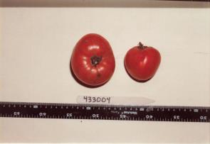 Click for 1 image(s) for this accession. FRUIT